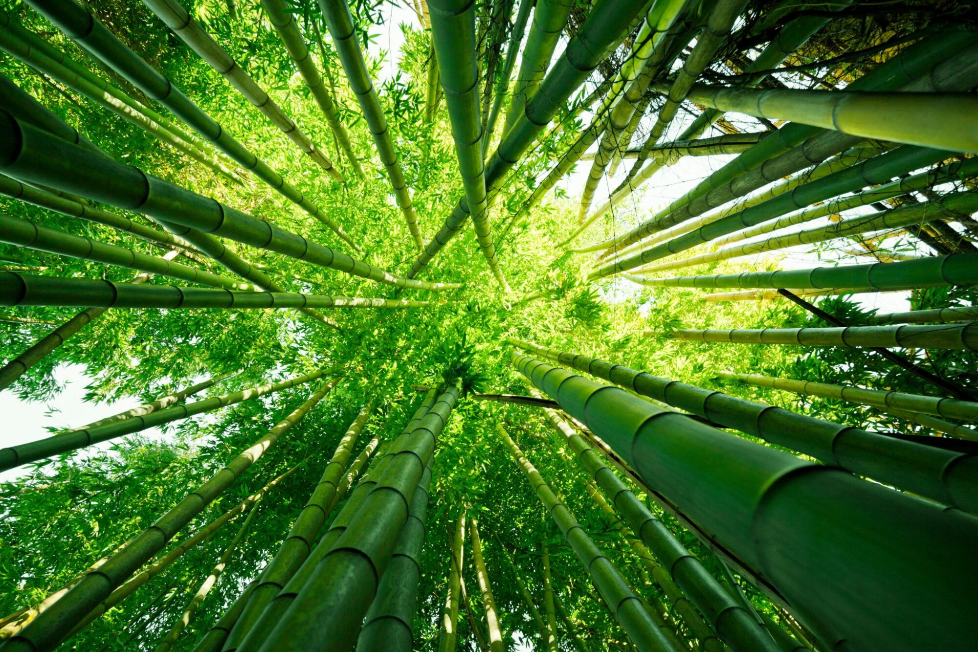 Rattan and Bamboo – the solutions to plastic pollution